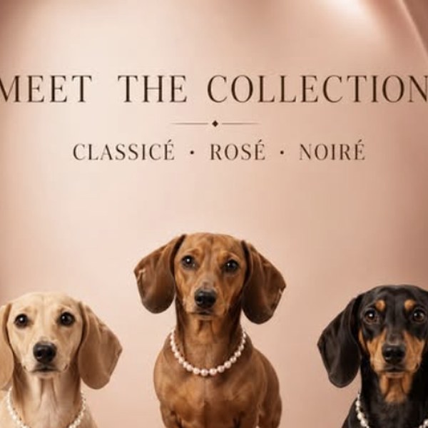 Meet the Collection - Classicé, Rosé and Noiré, Instagram post